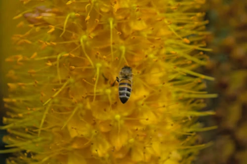Miel de fleurs des prairies